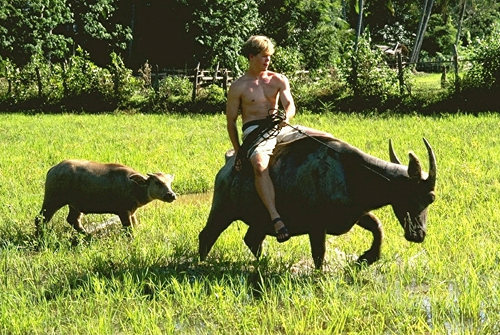 Water Buffalo in Pah Leurat